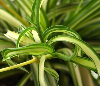 吊蘭放在屋子里好嗎？