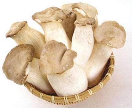 杏鮑菇產(chǎn)自哪里呢？需要哪些條件呢？