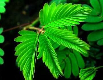 含羞草為什么會(huì)害羞？有什么作用呢？