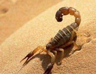 蝎子多少錢一斤？有哪些功效呢？