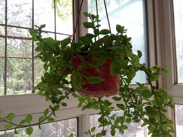 春季裝修植物去味